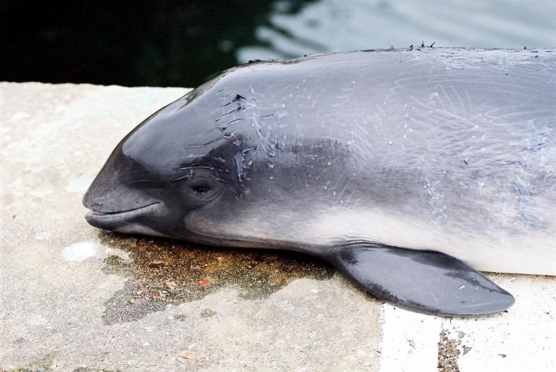 Калифорнийская морская свинья (Vaquita)