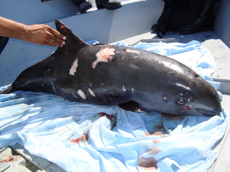 Калифорнийская морская свинья