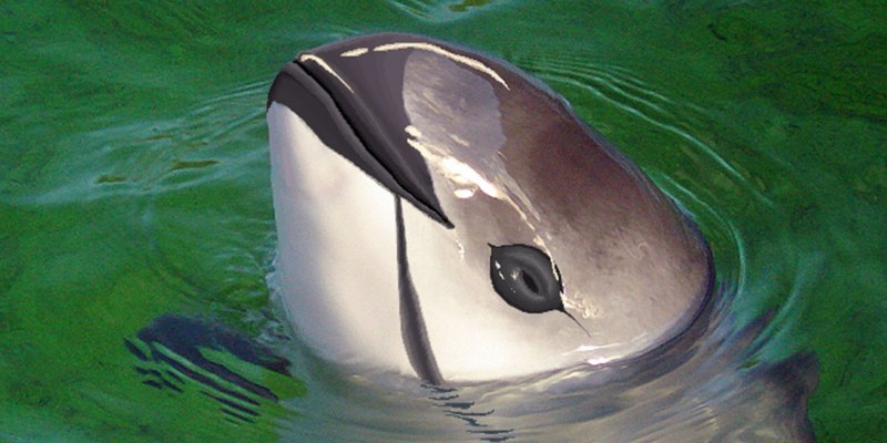 Калифорнийская морская свинья (Vaquita)