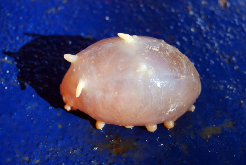 Морская свинья из Азова