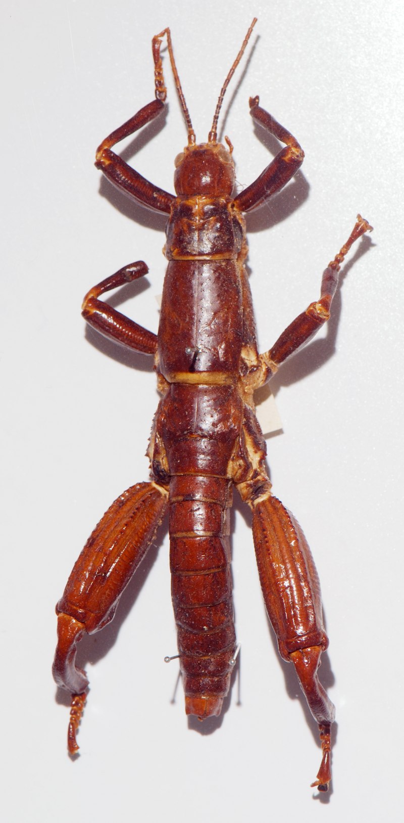 Dryococelus Australis Омар