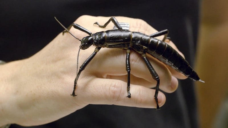 Dryococelus Australis гигантский палочник