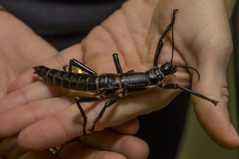 Палочник Dryococelus Australis