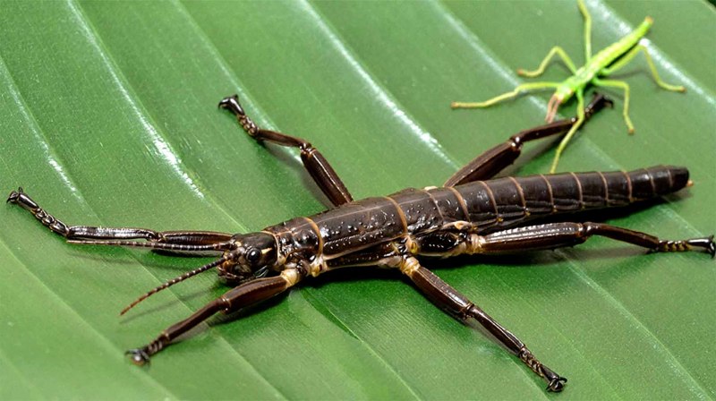 Палочник Dryococelus Australis
