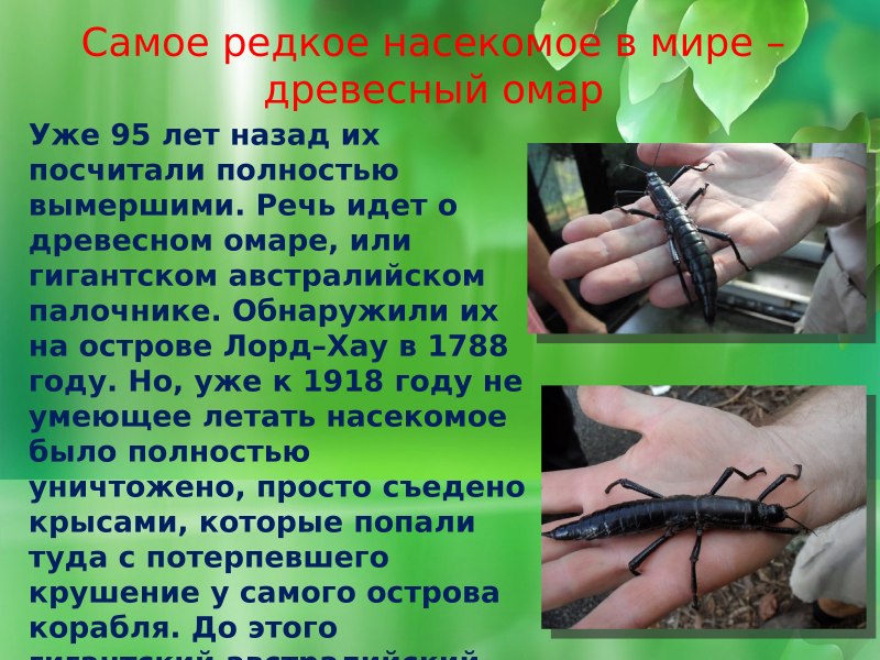 Жук Геркулес в Южной Америке