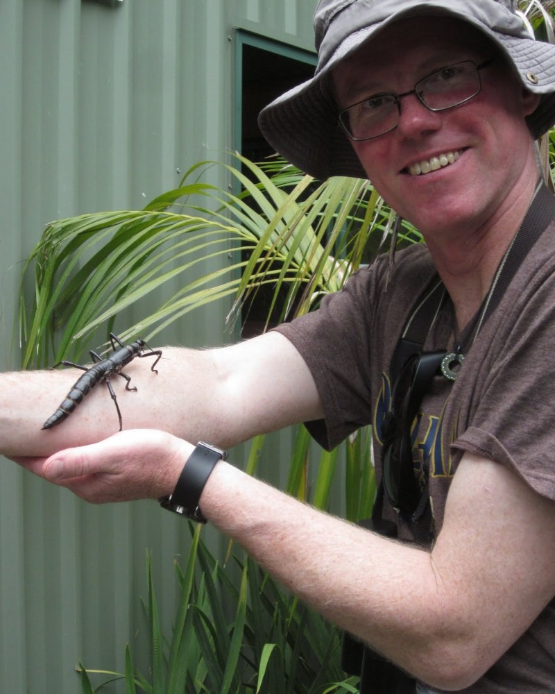Papilio Troilus гусеница