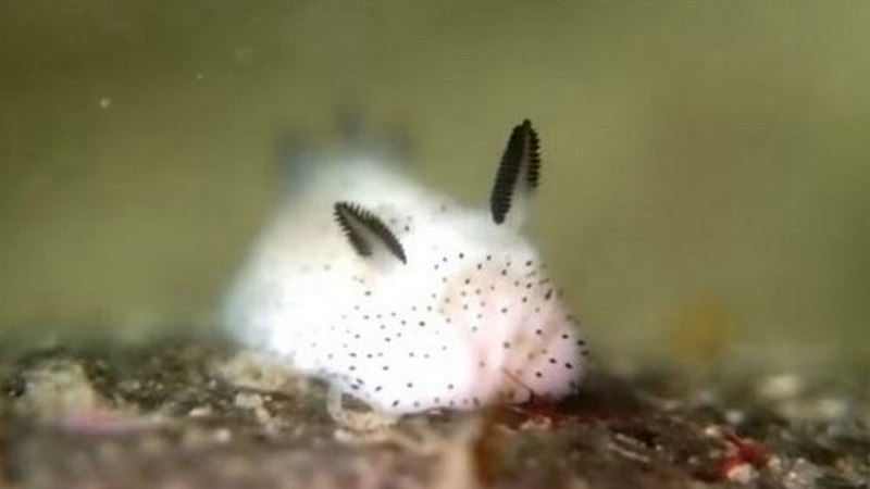 Морской СЛИЗНЯК Nembrotha cristata