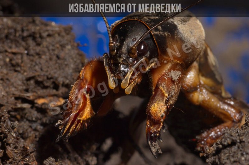 Обыкновенная медведка обыкновенная медведка