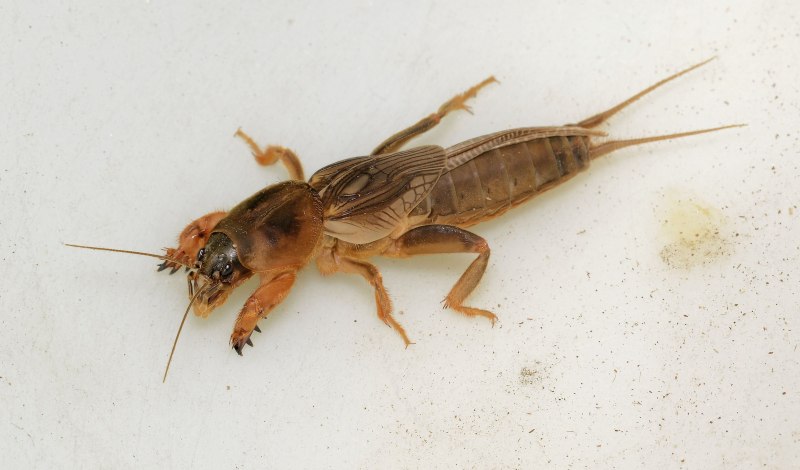 Медведка Mole Cricket.