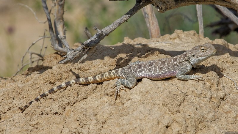 Trapelus sanguinolentus