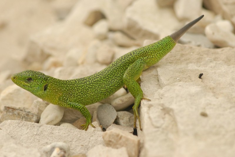 Agama sanguinolenta – Степная агама