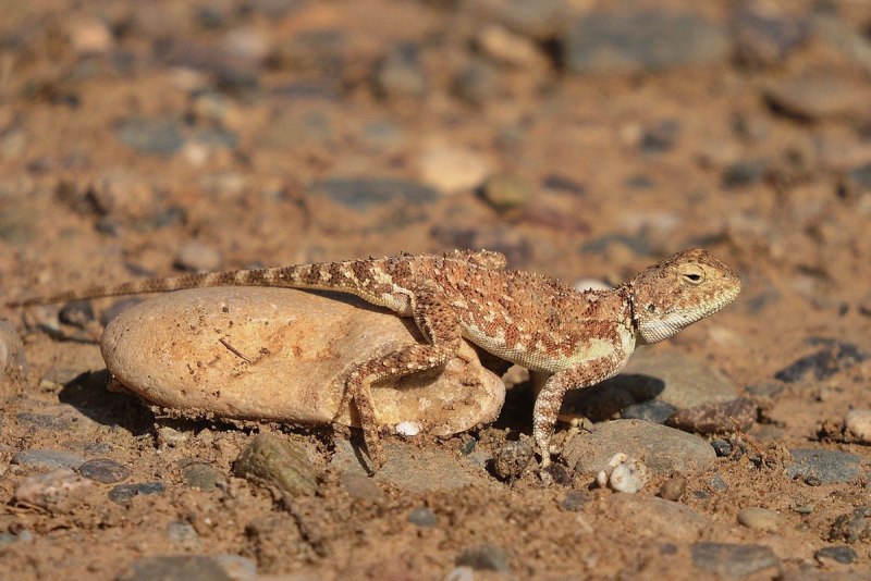 Agama sanguinolenta – Степная агама