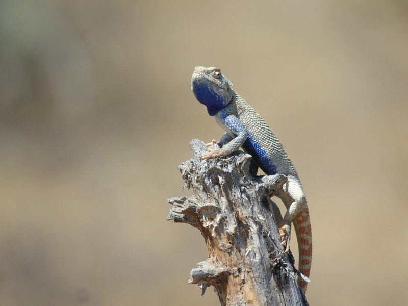 Дагестанская ящерица Lacerta daghestanica