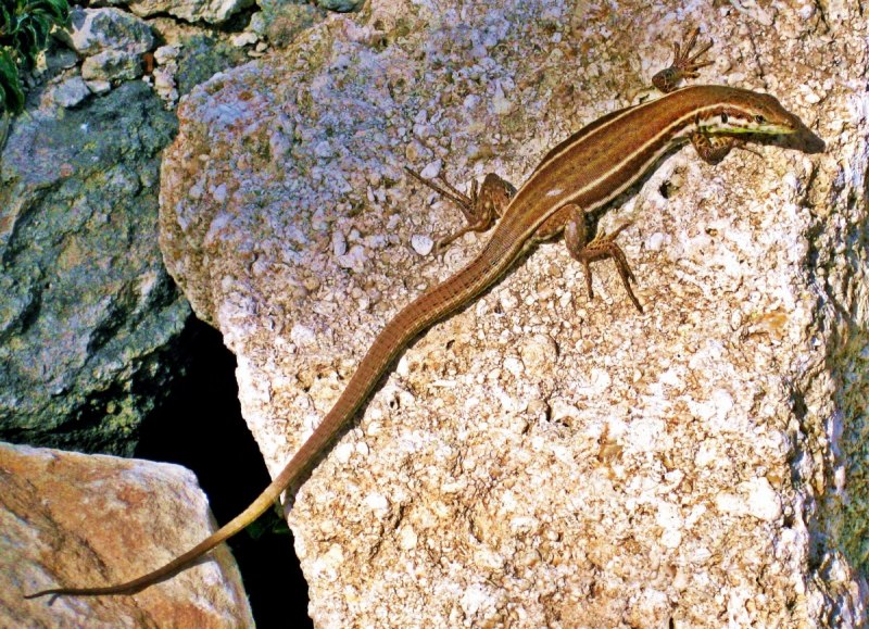 Varanus griseus caspius