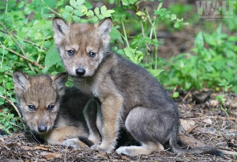 Красный горный волк или cuon Alpinus