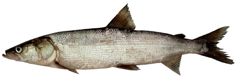 Нельма (Stenodus leucichthys)