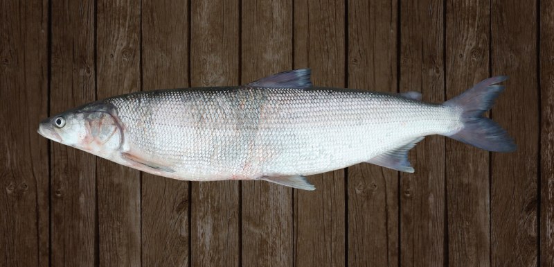 Нельма (Stenodus leucichthys)