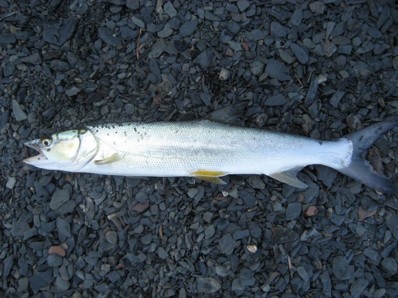 Нельма (Stenodus leucichthys)