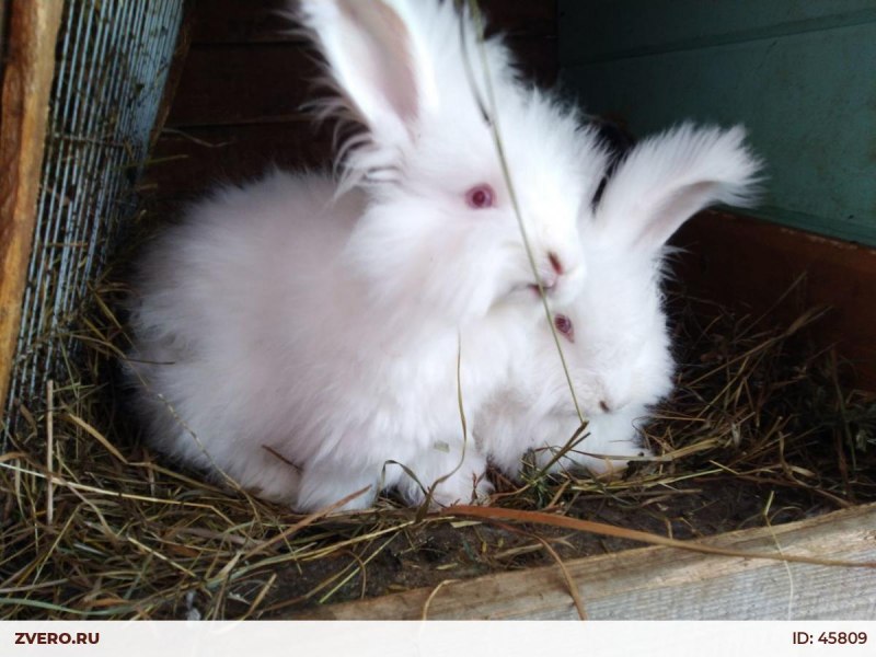 Rabbit Angora пух кролика и норки