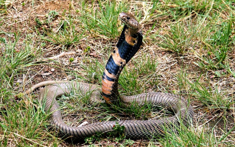 Мозамбикская кобра (59 фото)