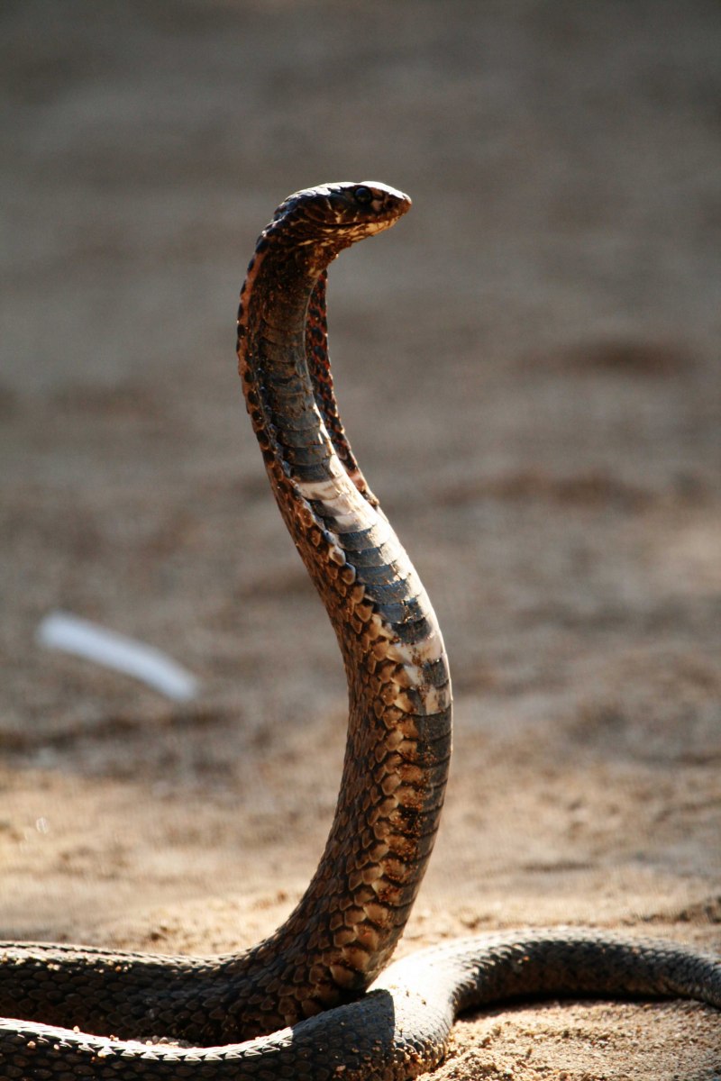 Hemachatus haemachatus