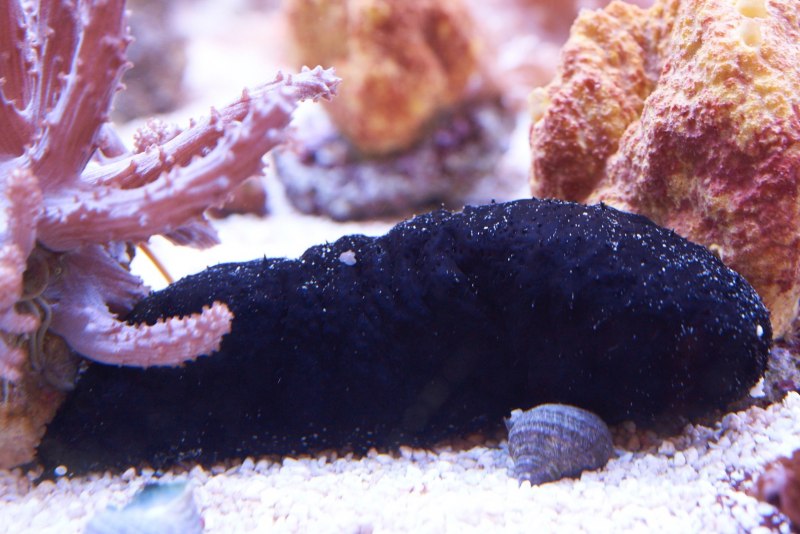 Огурец морской черный (Holothuria atra)