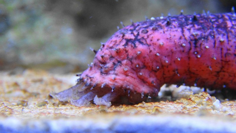 Морская свинья голотурия