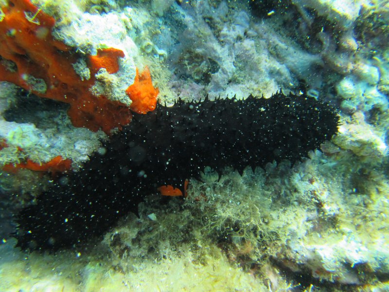 Огурец морской черный (Holothuria atra)