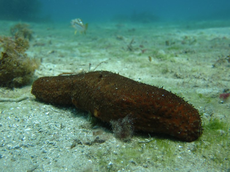 Китайский морской огурец