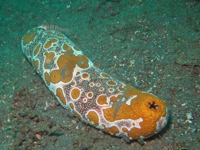 Морские голотурии