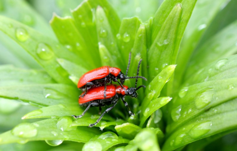 Жук Agapanthia villosoviridescens