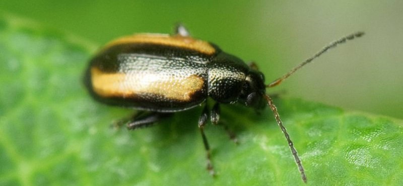 Куколка бабочки Cerura vinula