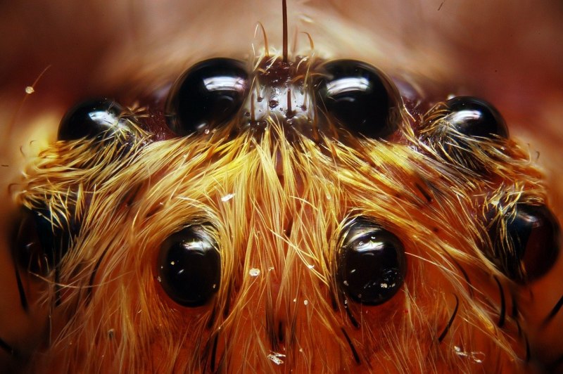 Phidippus Audax (паук-скакун)