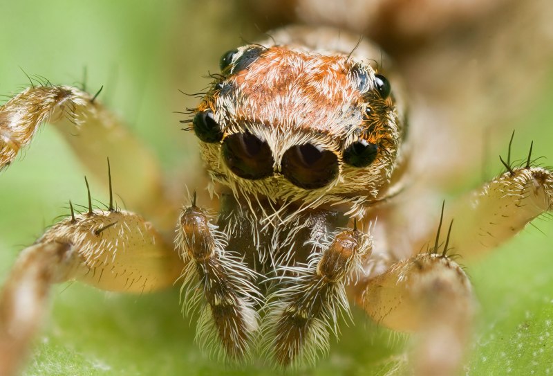Phidippus Audax