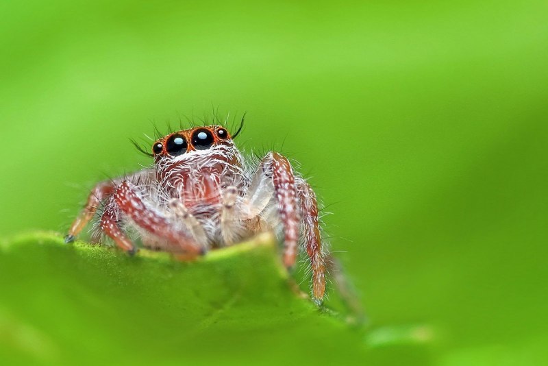 Паук Королевский Phidippus Regius