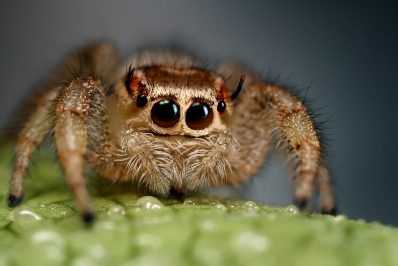 Паук Maratus speciosus