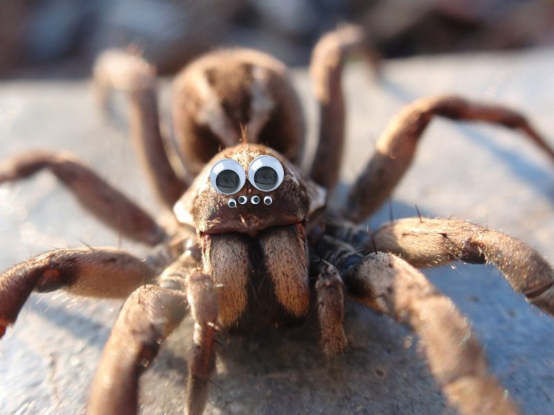 Deinopis subrufa