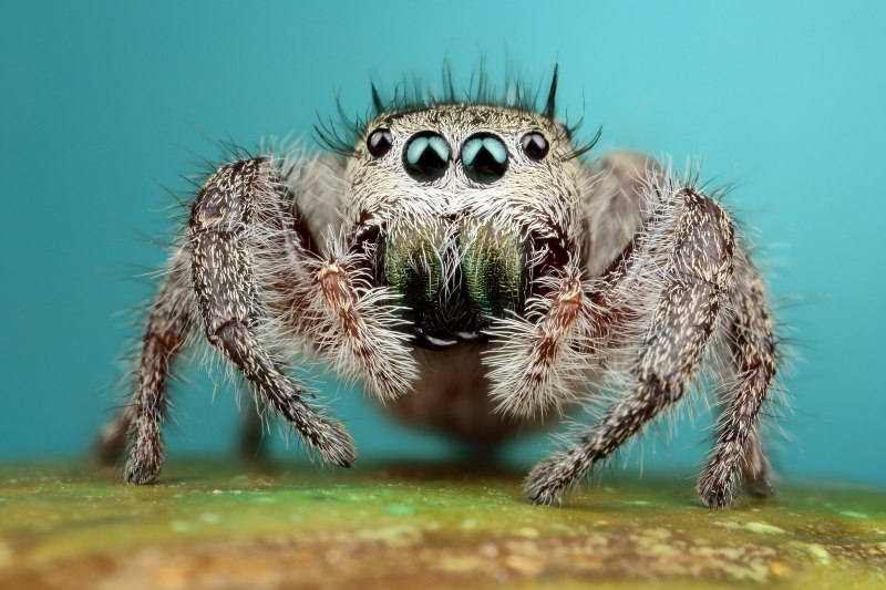 Phidippus Audax (паук-скакун)