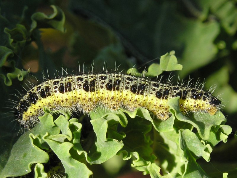 Hyalophora Cecropia гусеница
