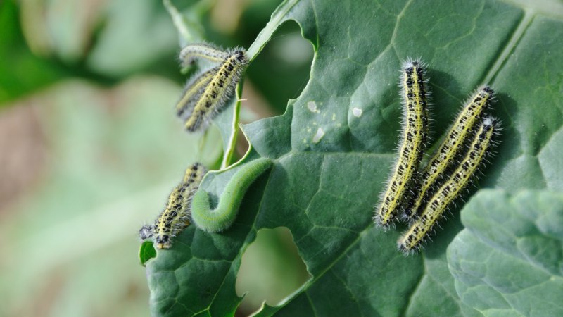 Капустная совка Mamestra brassicae