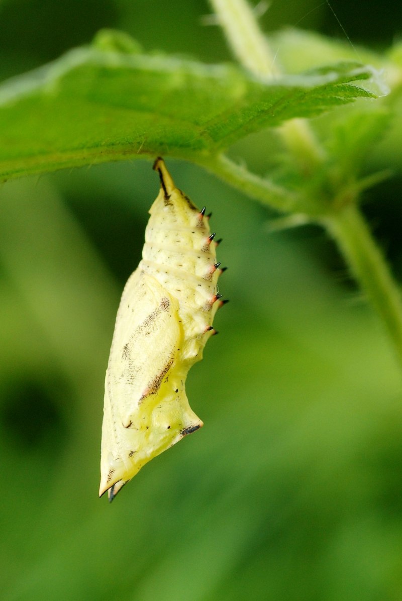 Green Caterpillar гусеница
