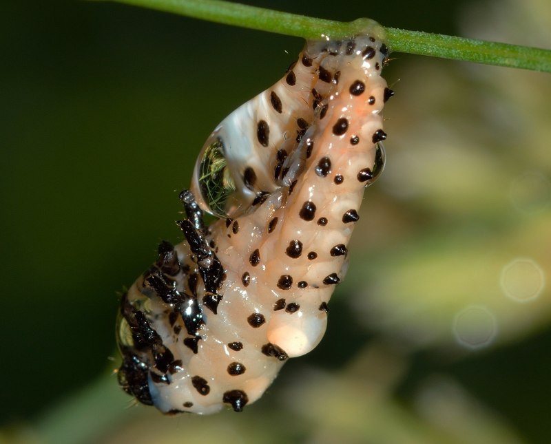 Гусеница Cerura vinula