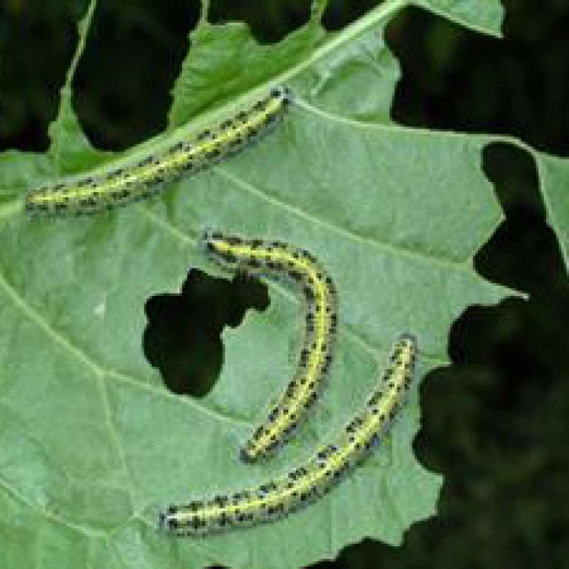 Куколка бабочки Cerura vinula