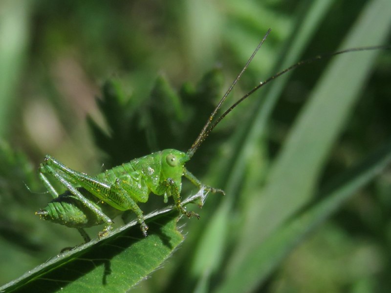 Красноглазый кузнечик (Neobarrettia spinosa)
