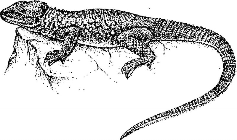 Ящерица Скальная (Darevskia Saxicola)
