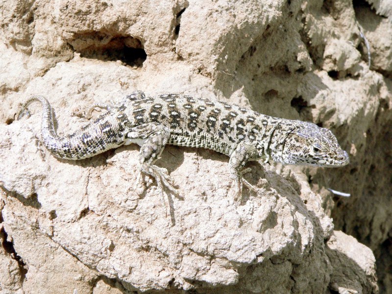 Agama sanguinolenta – Степная агама