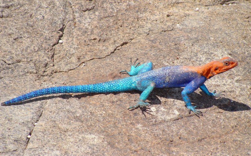 Trapelus sanguinolentus