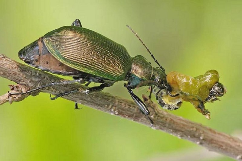 Жужелицы плотоядные жуки (70 фото)