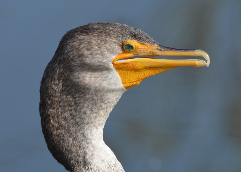 Cormorant Bold