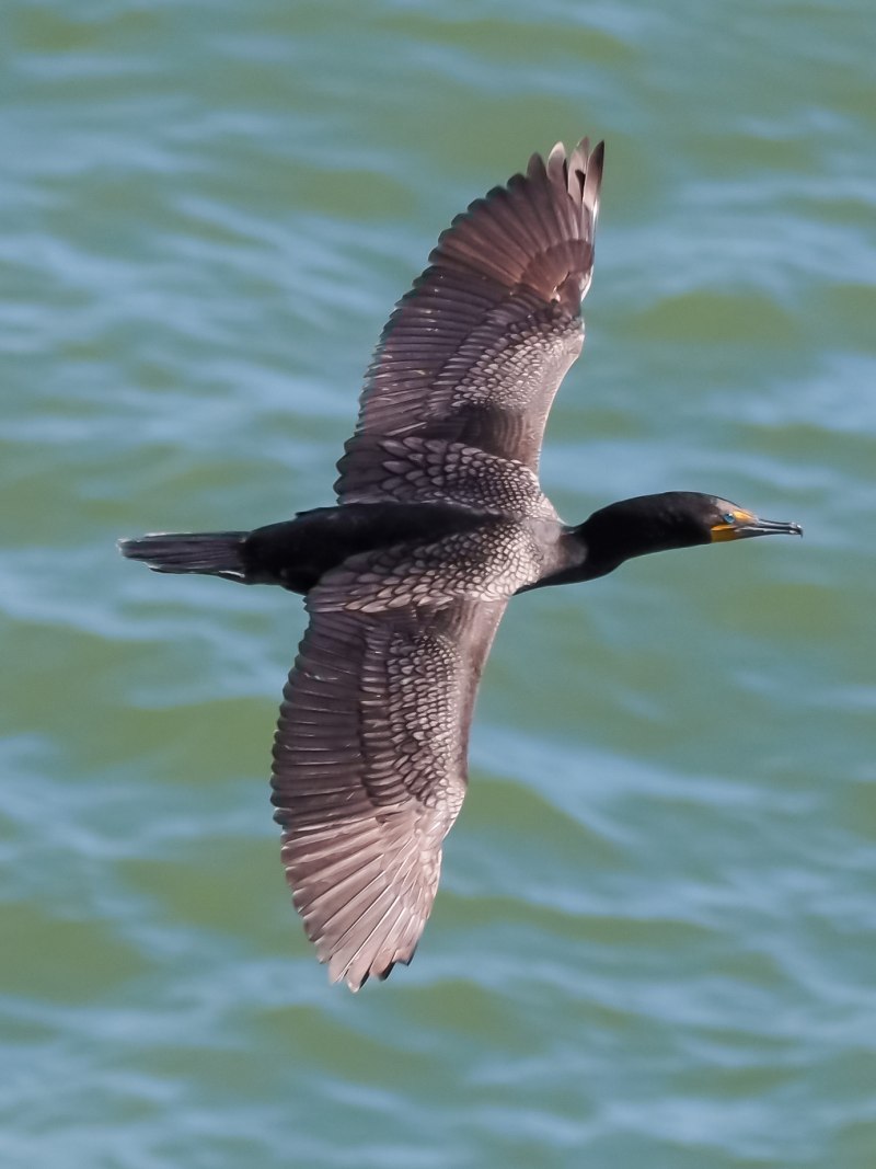 MPUAV Cormorant